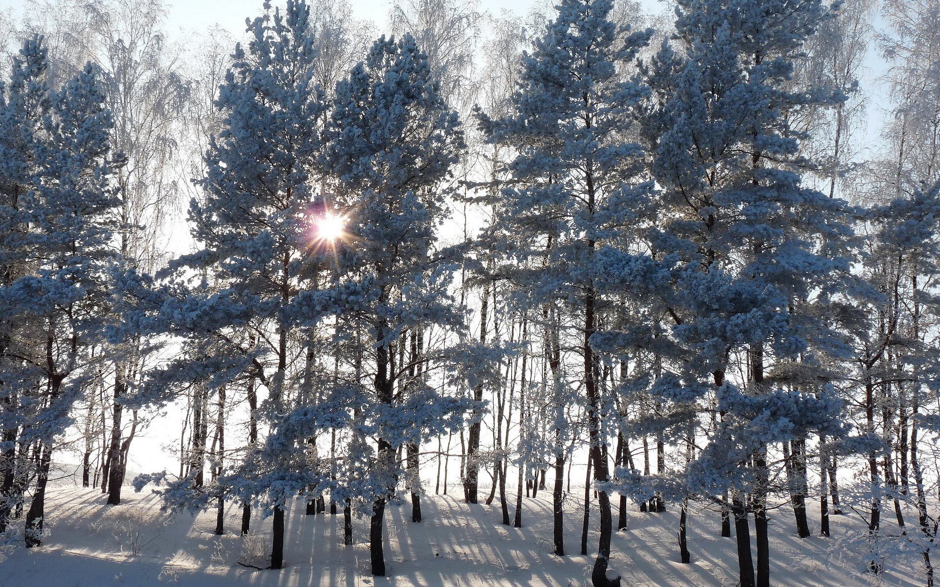 forest tree spruce winter snow sun rays sunset