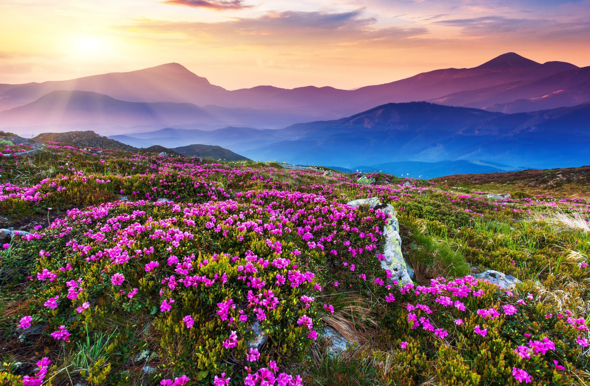 champ de fleurs ciel paysage nature montagne champ de fleurs lumière du soleil