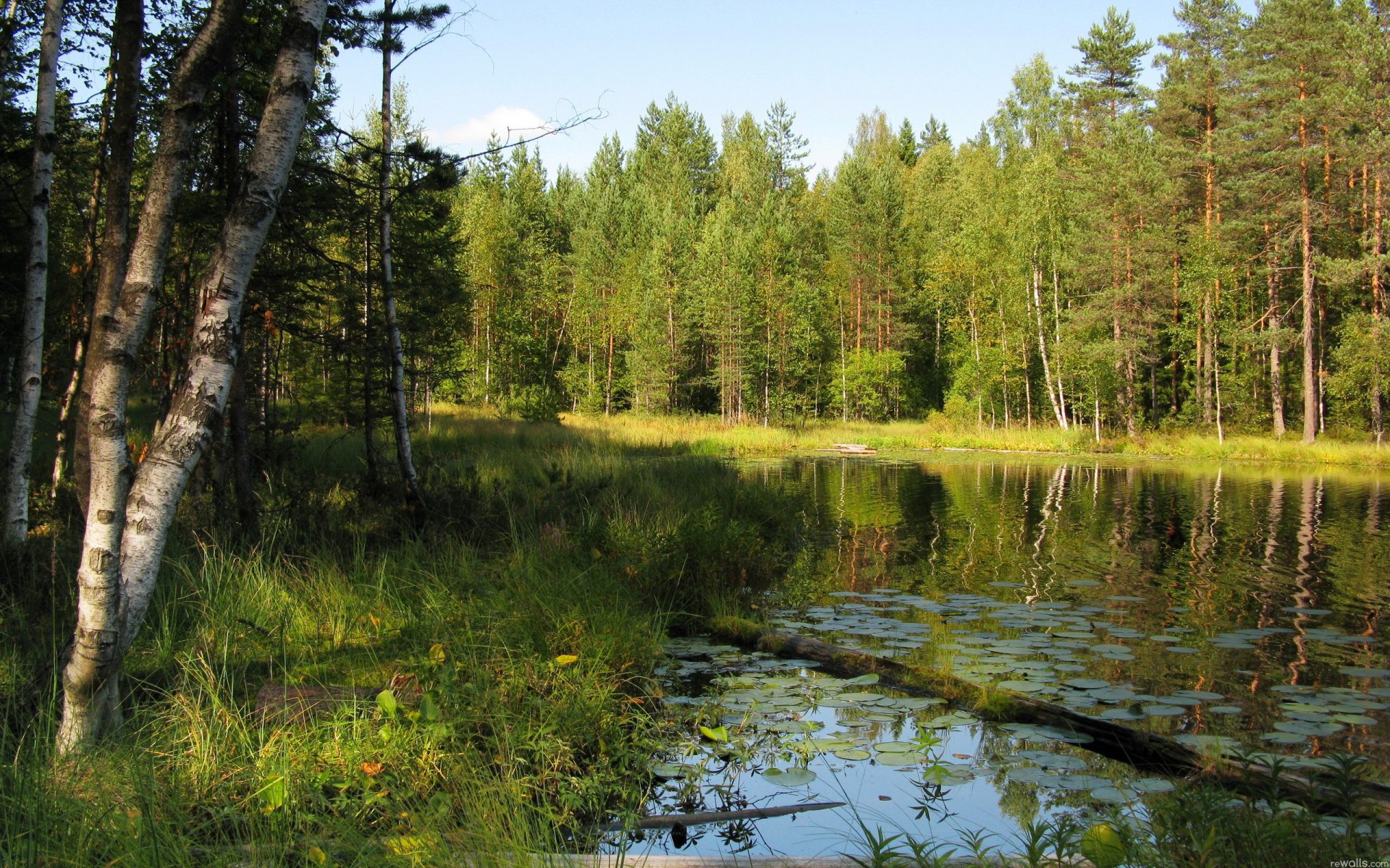 лес деревья река береза трава лето небо