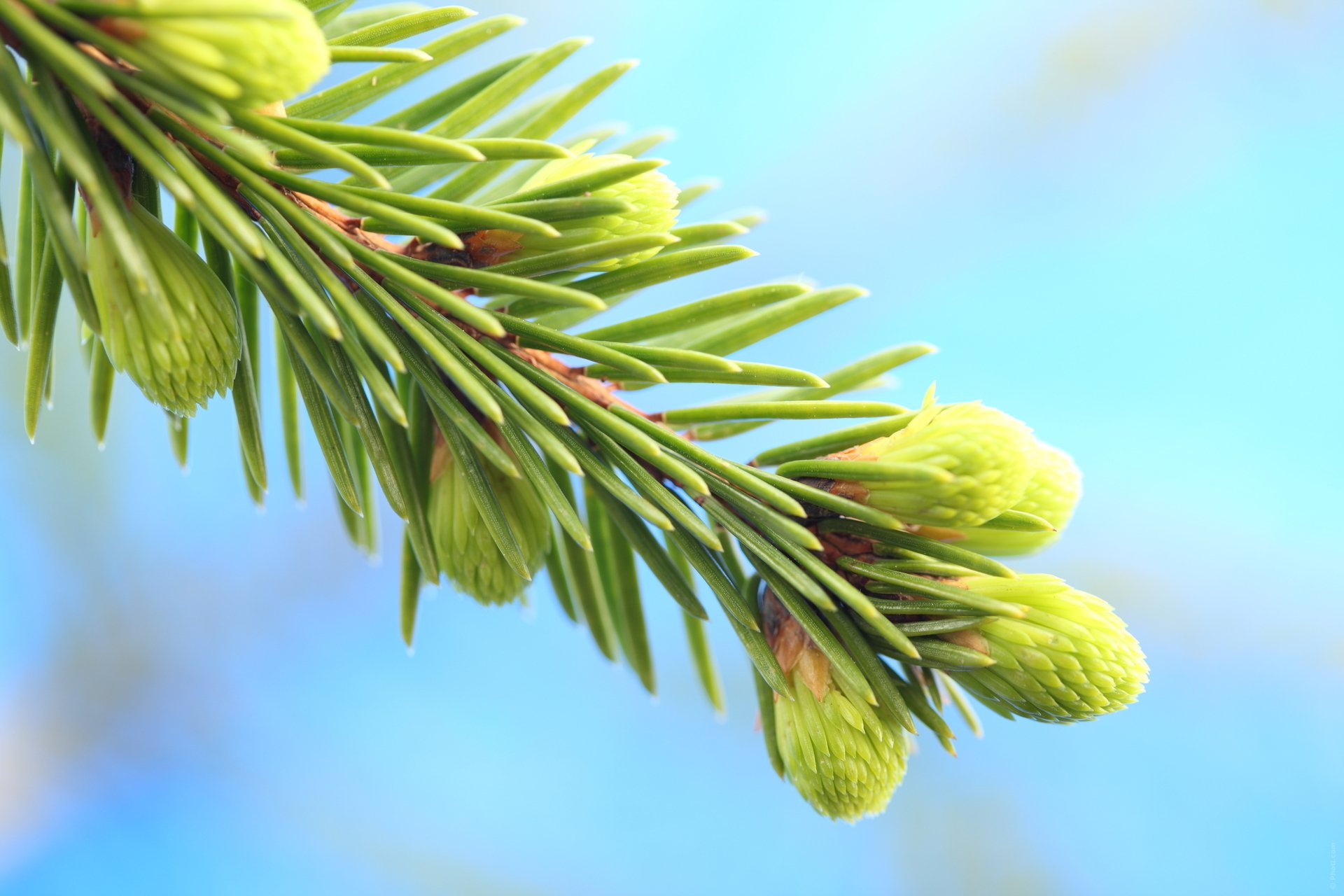 nature christmas tree cone branch