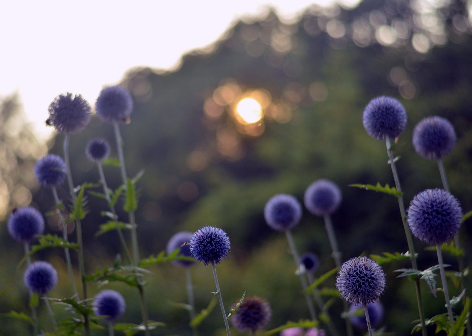 lichtung blau blumen blendung bokeh abend sonnenuntergang sonne