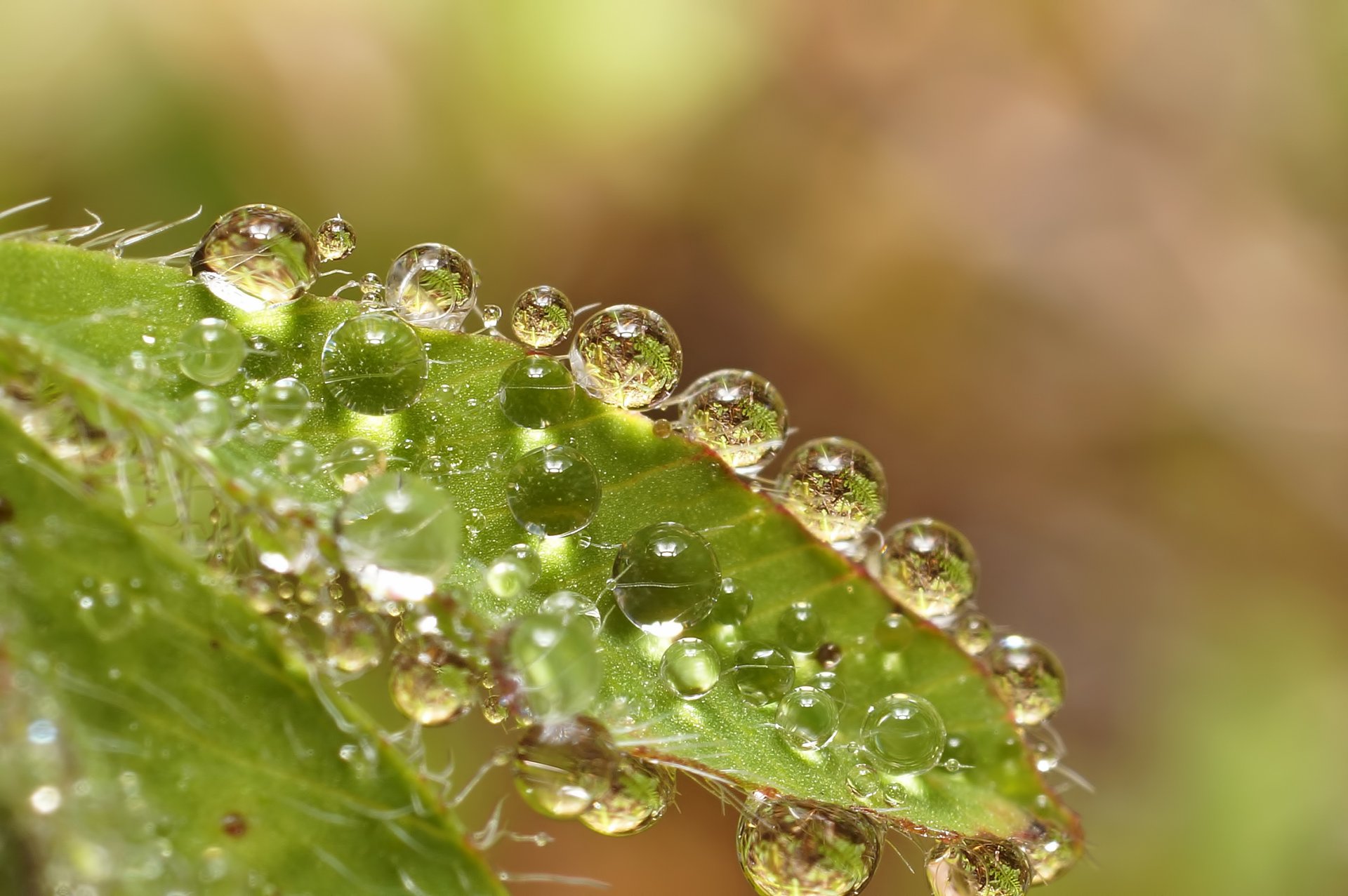 foglie gocce acqua riflessione macro