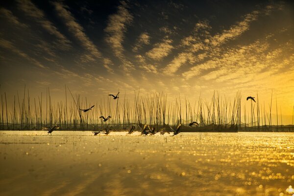 Reflet du ciel et des oiseaux dans l eau