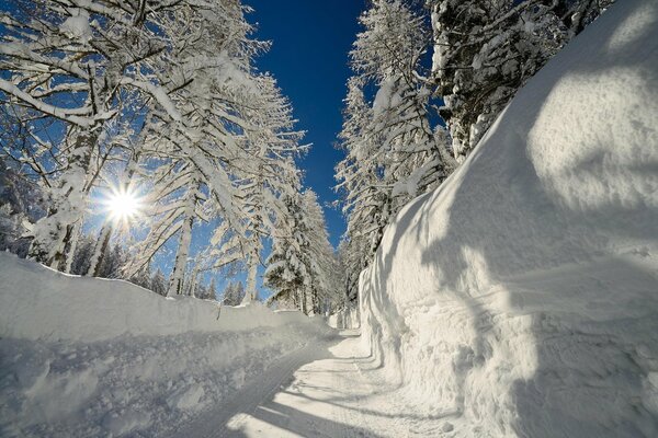 Sunny snowdrift road in the winter morse forest