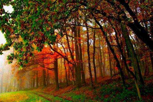 Enjoy the nature of autumn in the forest, park: watch the falling leaves, colorful flowers