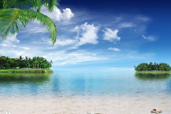 The shore of a tropical beach with palm trees