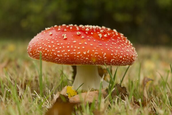 Macro photo of the mushroom fly agaric