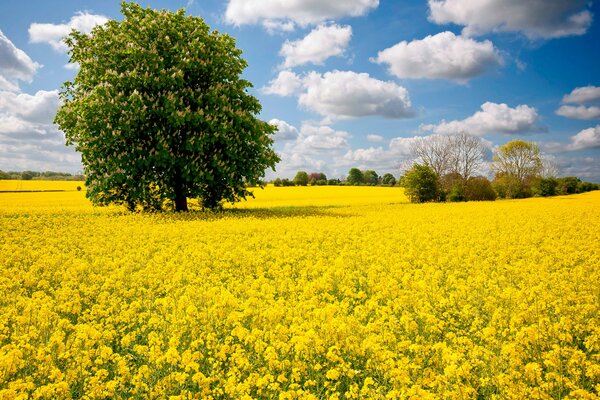 Arbre dans la Prairie de fleurs