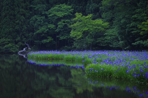 La orilla del bosque del lago salpicada de flores azules