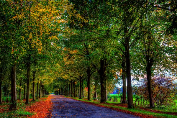 Route colorée dans le parc avec des arbres verts