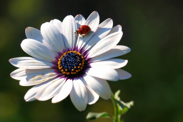 There is a ladybug on the petals of the flower