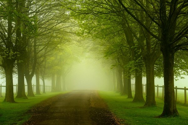 Colorful road among green trees