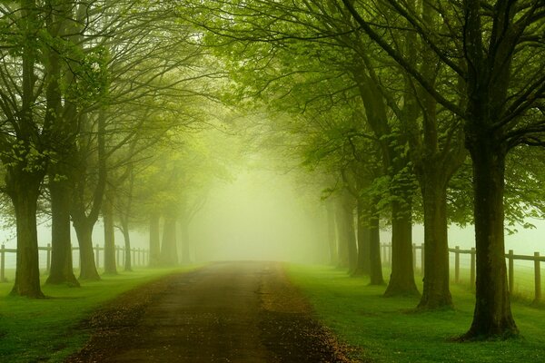 Camino colorido entre los árboles verdes