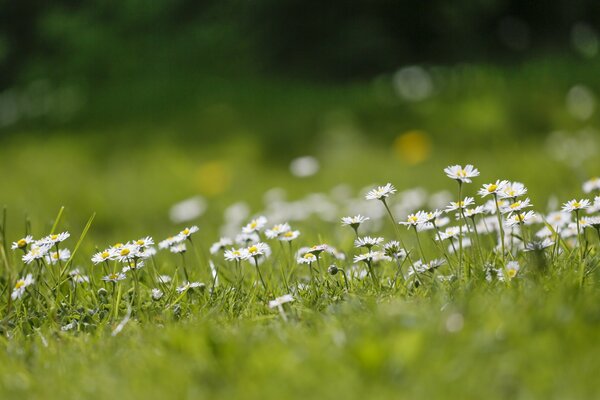 Daisies in the summer field