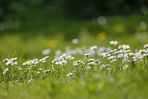 Marguerites dans le champ d été