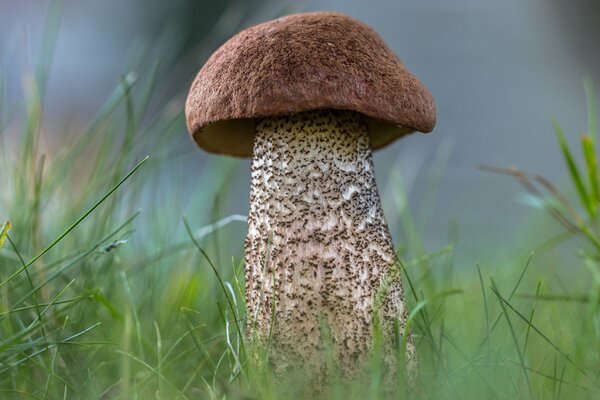 A mushroom in the grass. Aspen tree in the forest. Nature photos