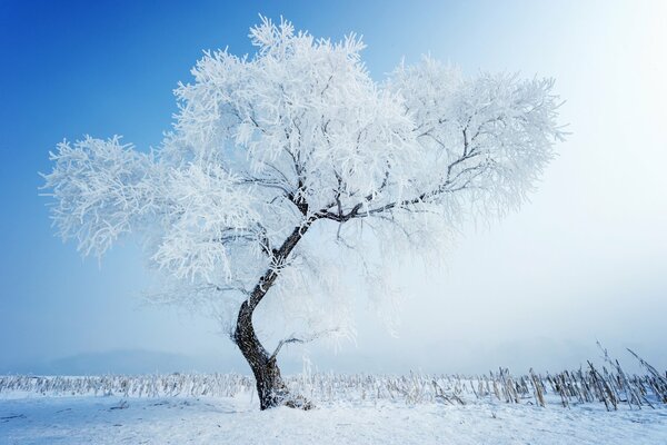 Die Schönheit der Winternatur in einem schneebedeckten Feld