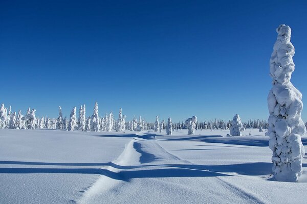 Hiver et neige congères sur les arbres