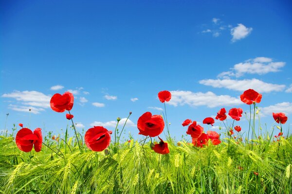 Rote Mohnblumen auf einem blauen Himmelshintergrund