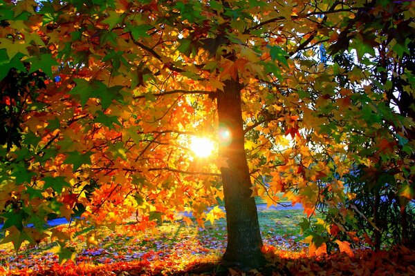 Zachód Słońca w parku w ciepły jesienny dzień