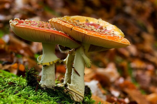 Bright red fly agarics on a background of green moss