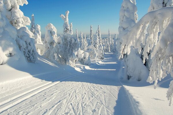 Снежный лес и солнечная погода