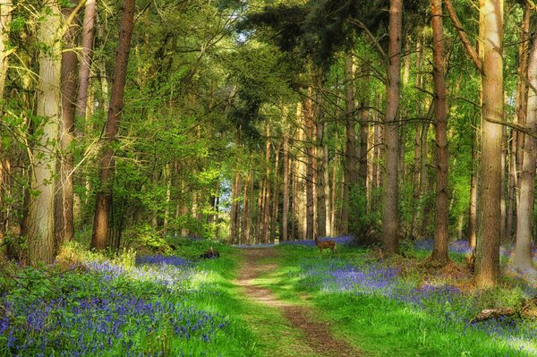 Green summer forest and flowers