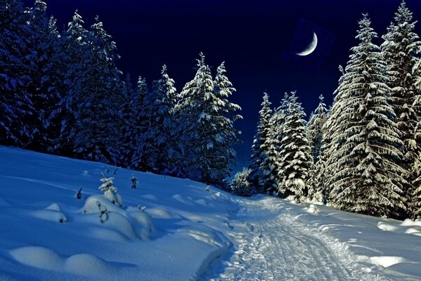 Ein Winterabend in der Natur unter schneebedeckten Tannen