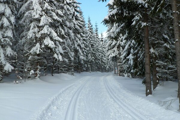 Winterwald in der Tschechischen Republik, Volkspark