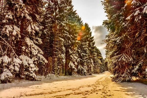 Senderos blancos a través del bosque cubierto de nieve