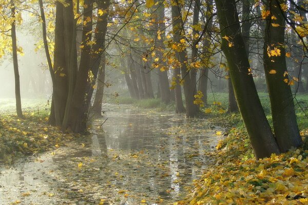 Autumn park in the rain in the fog