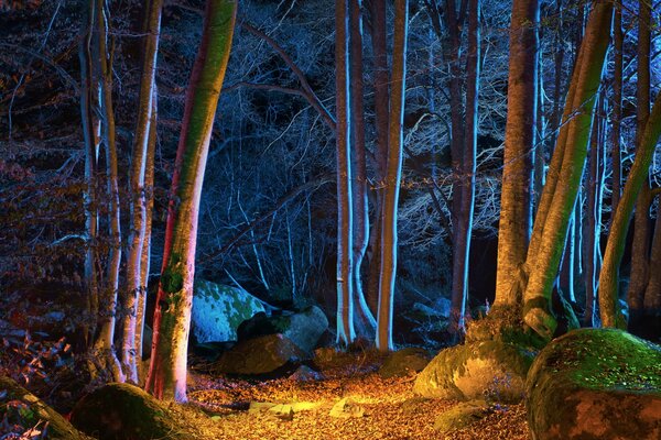 Ein dunkler, mysteriöser und mysteriöser Wald