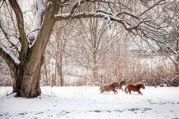 Passeggiate a cavallo nella foresta invernale