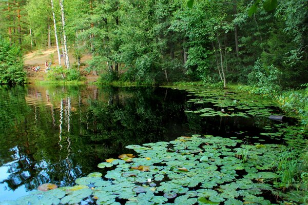 Ein sauberer See mit Krügen am Wald