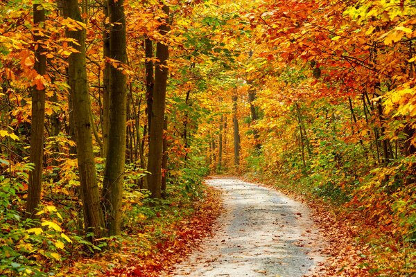 Autunno. strada che attraversa la foresta