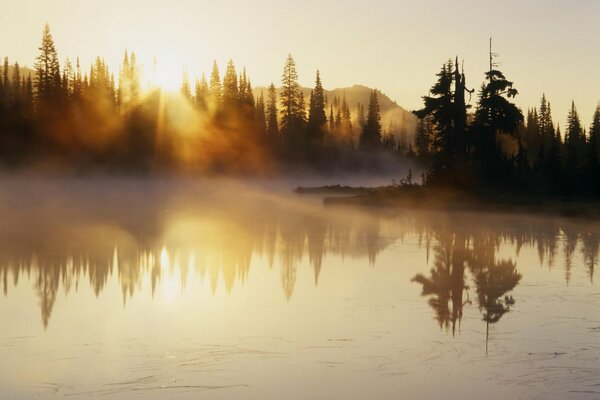 Brouillard sur le lac de la forêt
