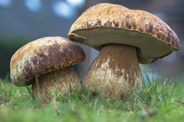 Setas blancas en el bosque. Naturaleza