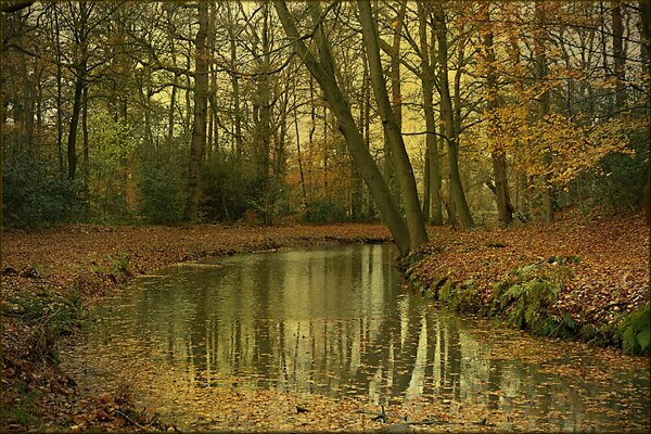 Autumn river in the forest