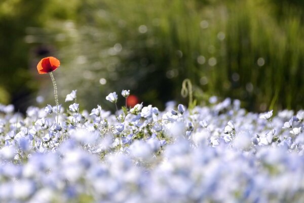 Mohnblumen in blauen Farben