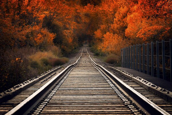 Percorsi ferroviari sullo sfondo di alberi autunnali