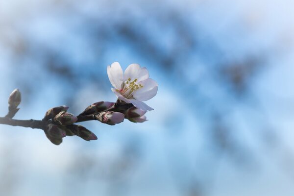 Fiore di primavera e boccioli su un albero di ciliegio