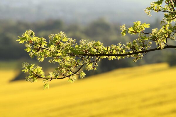 Sommer. Zweig. Steppe. Die Natur