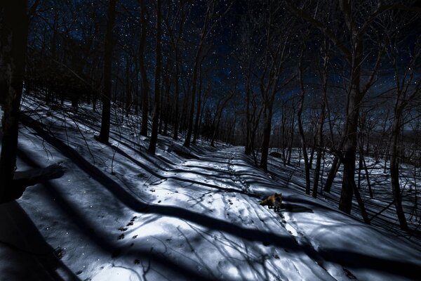 Chanterelle sur la route de nuit parmi les arbres sombres