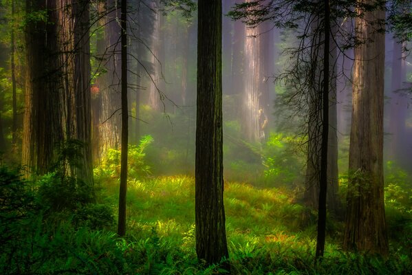 Amanecer en el parque nacional de California