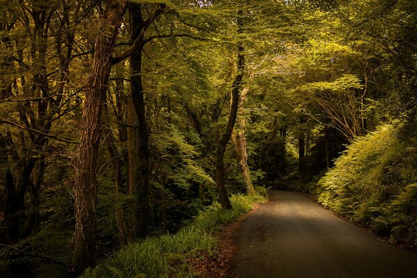 Forest road in the green forest