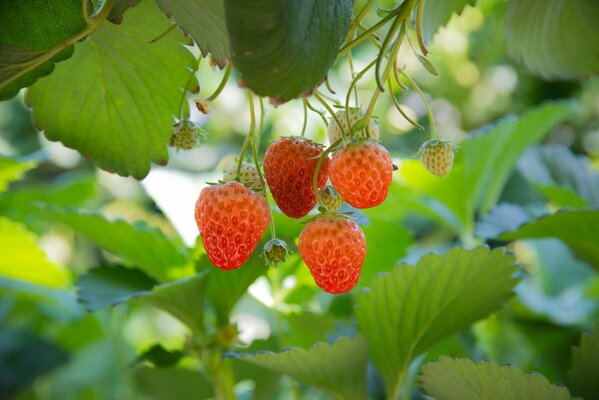 Helle Erdbeeren im Garten