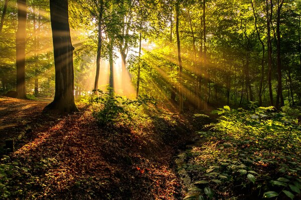 The rays of the sun in the forest thicket