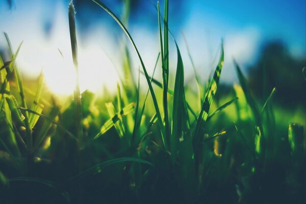 Gras auf dem Hintergrund des sonnigen Himmels