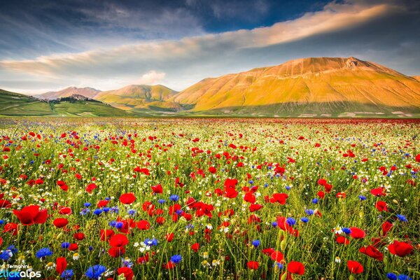 Poppy field in a mountain valley