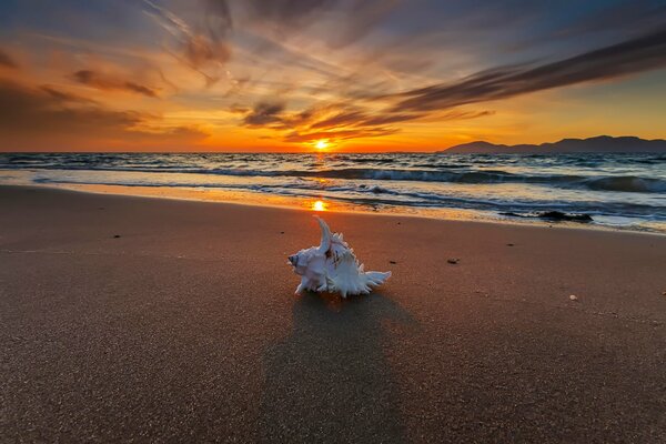 Coquillage sur la plage de sable. Soleil couchant